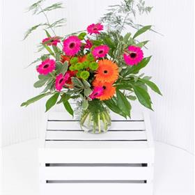 fwthumbGerbera Sensation.jpg